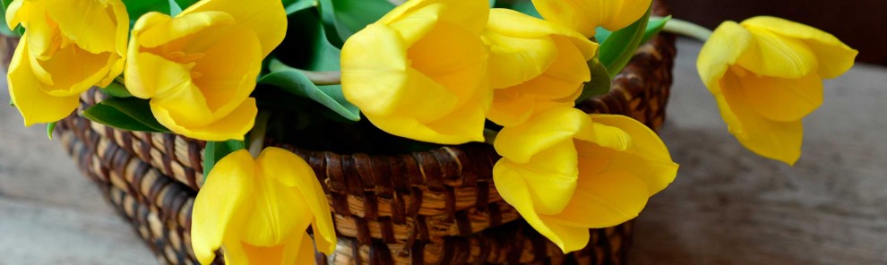 Recipientes y jardinería