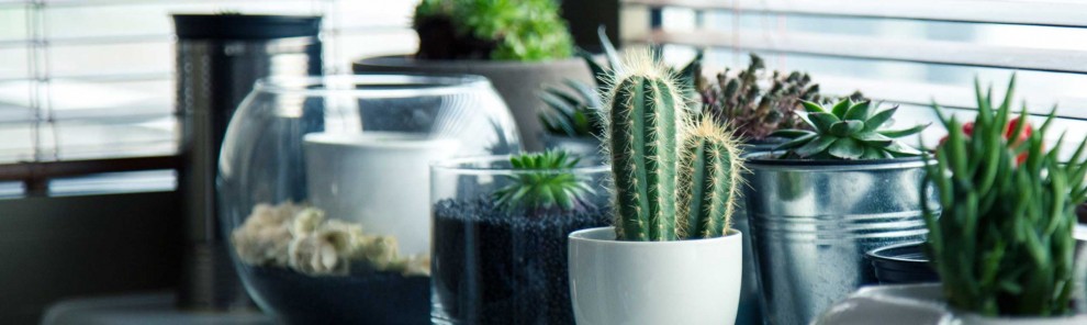 Recipientes y jardinería