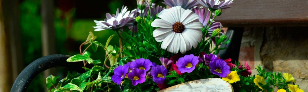 Bonos de sustitución